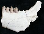 Oreodont (Merycoidodon gracilis) Jaw Section #9849-2